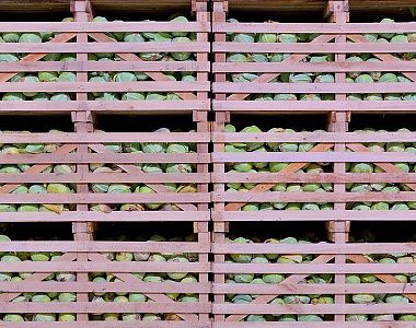 фото: Строительство хранилищ капусты