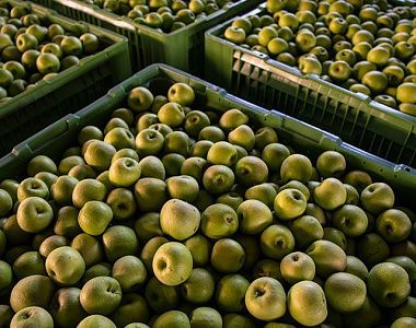 фото: Искусство долгосрочного хранения яблок